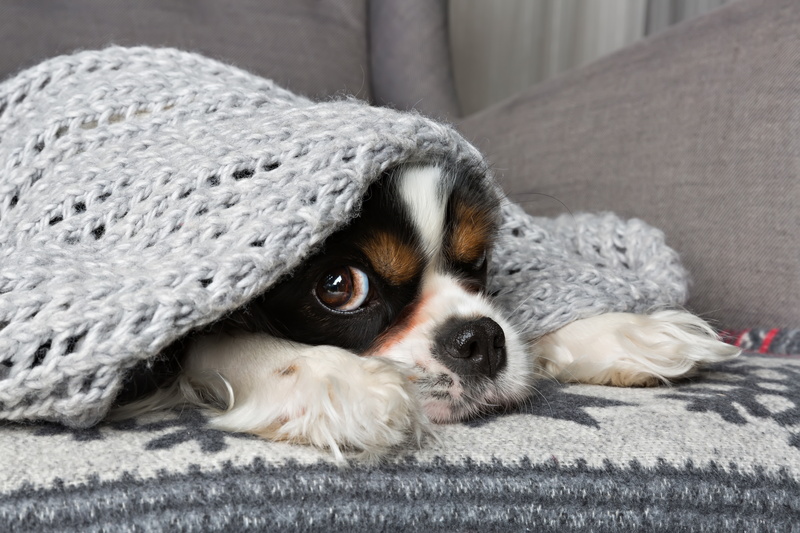 cold-dog-under-blanket