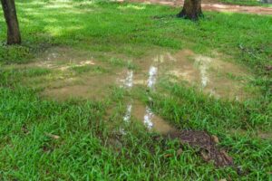 A puddle in the lawn 